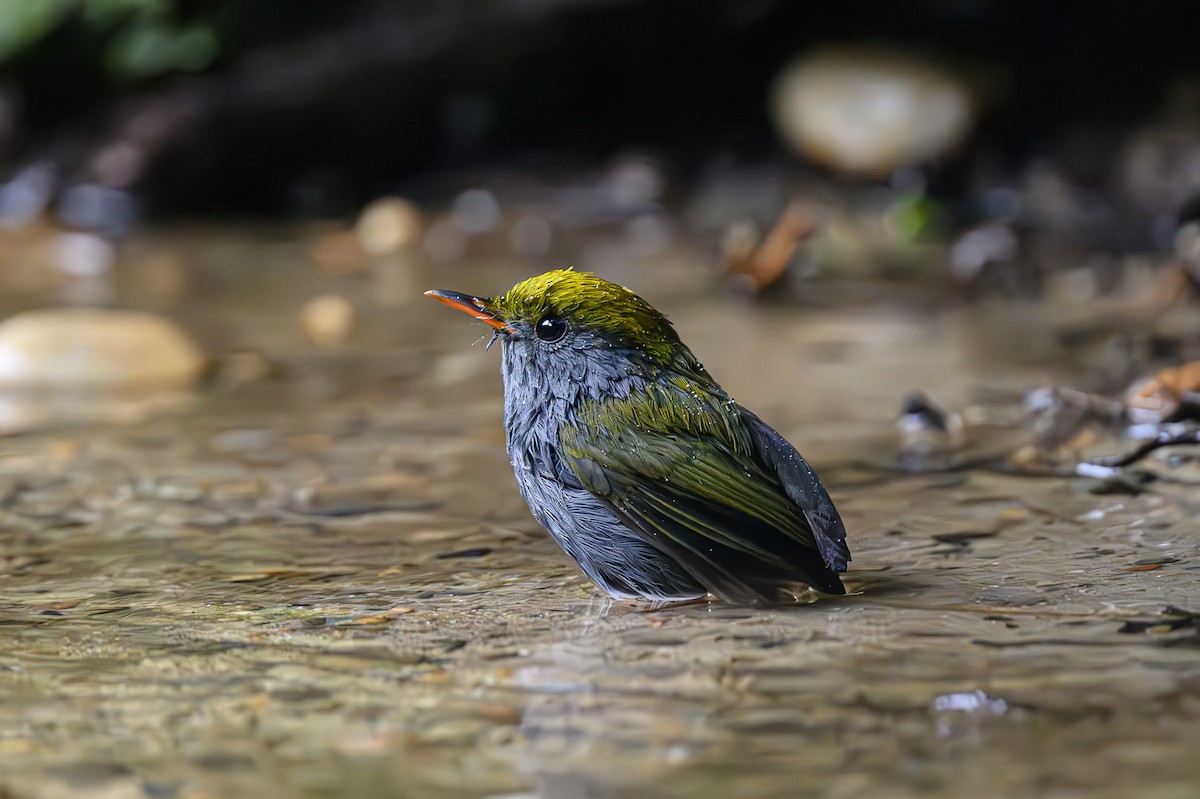 Slaty-bellied Tesia - Sudhir Paul