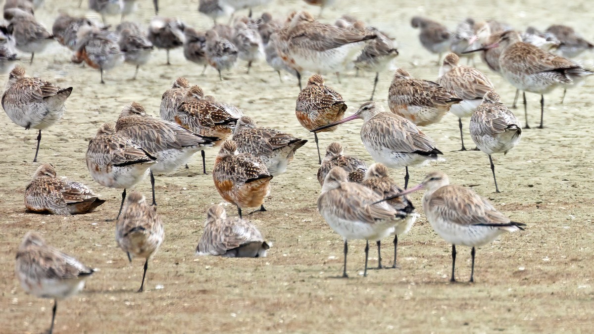 Bar-tailed Godwit - ML618327633