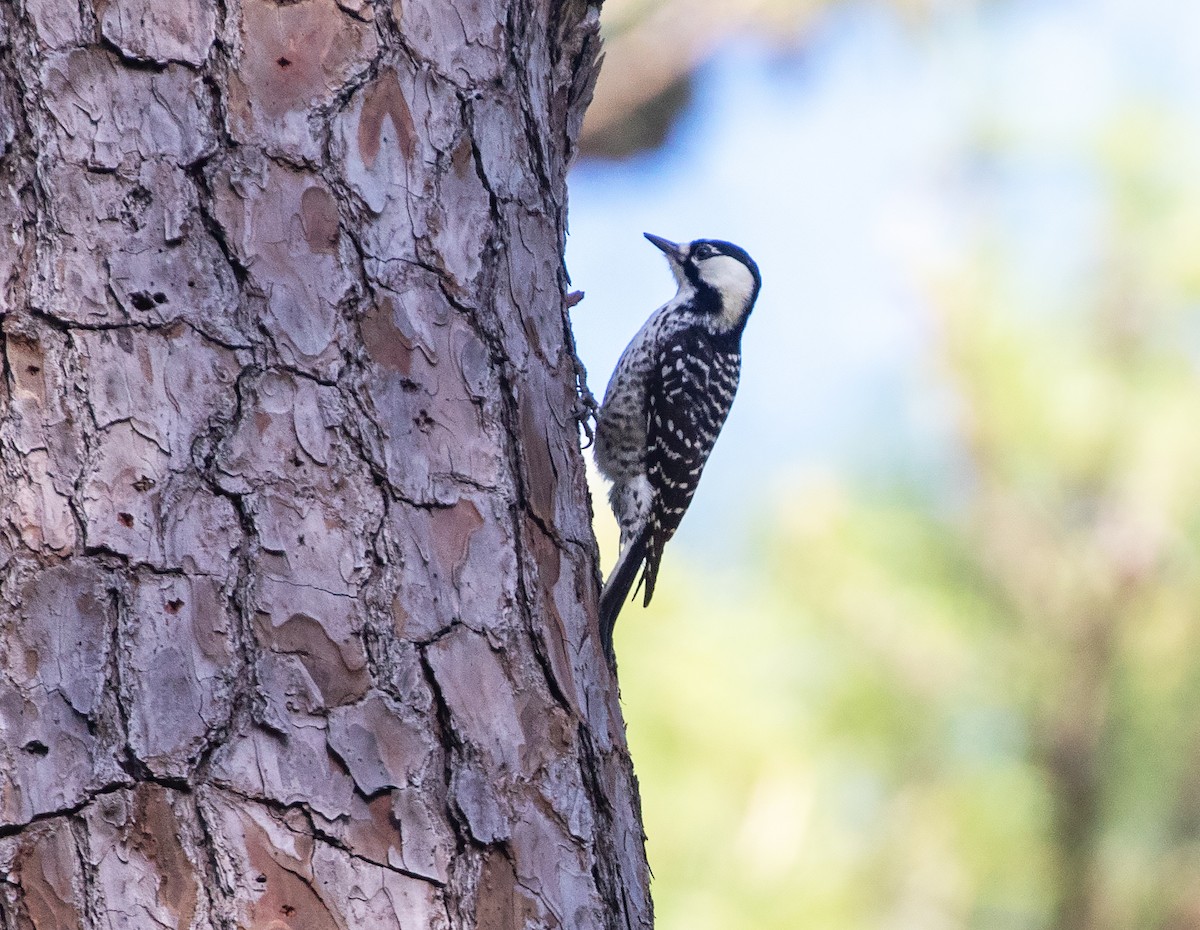 Red-cockaded Woodpecker - William Price