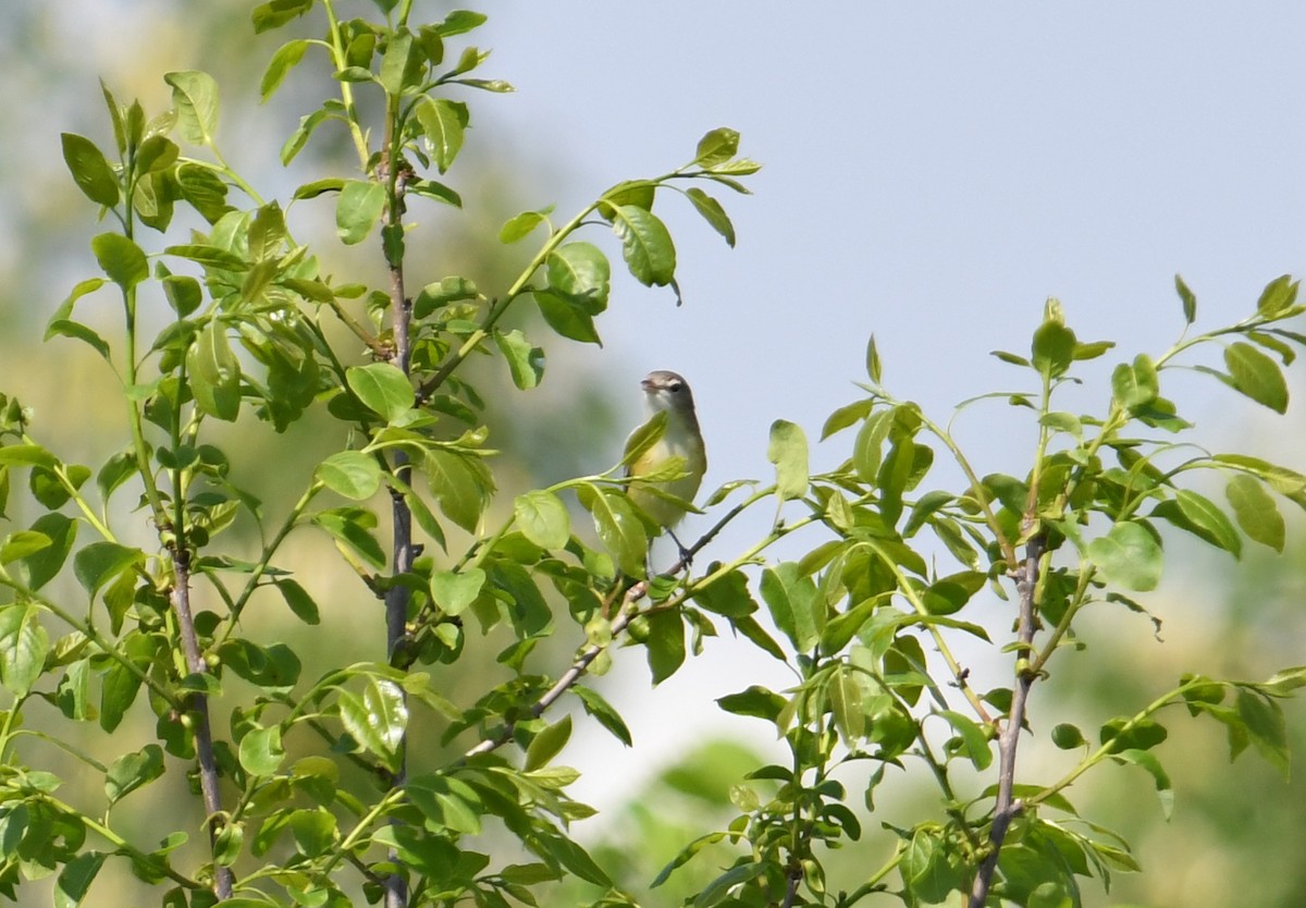 Bell's Vireo - ML618327656