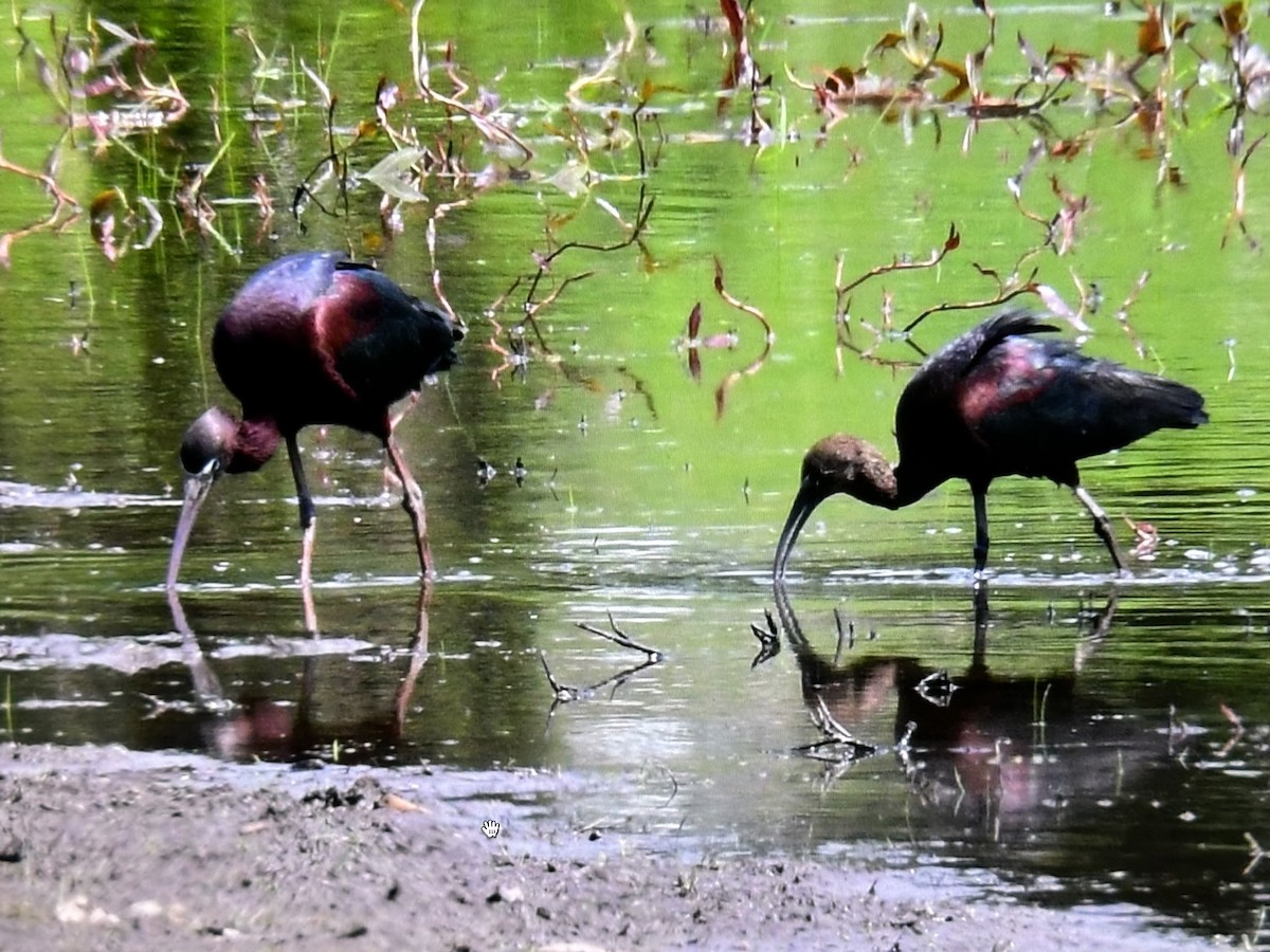 Glossy Ibis - ML618327665