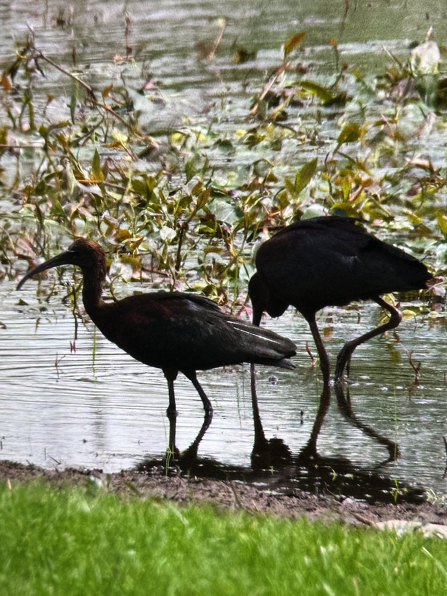 Glossy Ibis - ML618327668