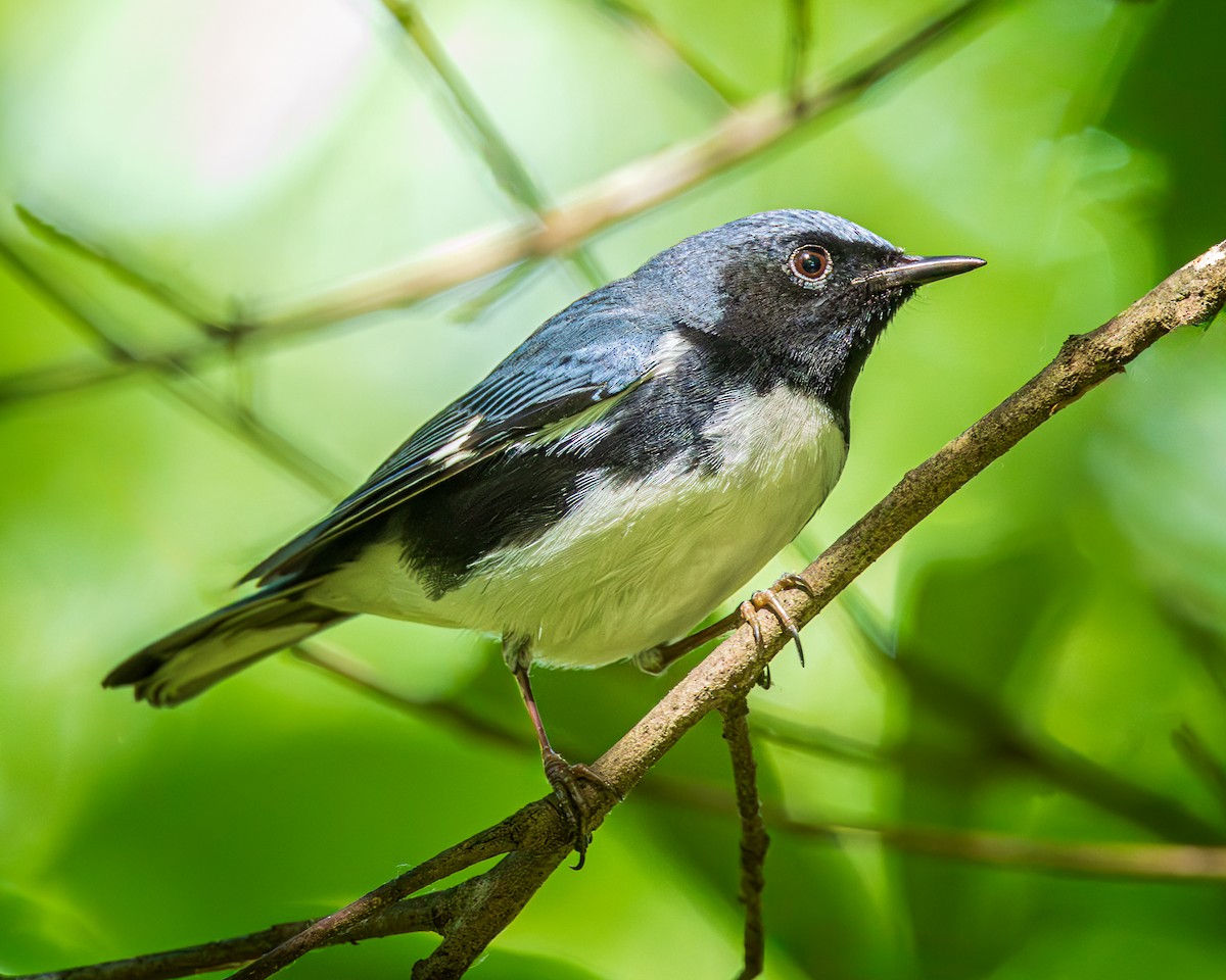 Black-throated Blue Warbler - ML618327711