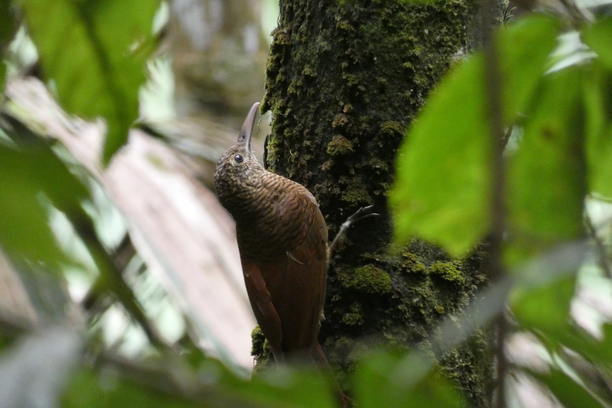 Amazonian Barred-Woodcreeper - Cristian Abad