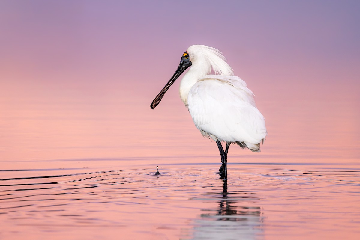 Royal Spoonbill - ML618327728