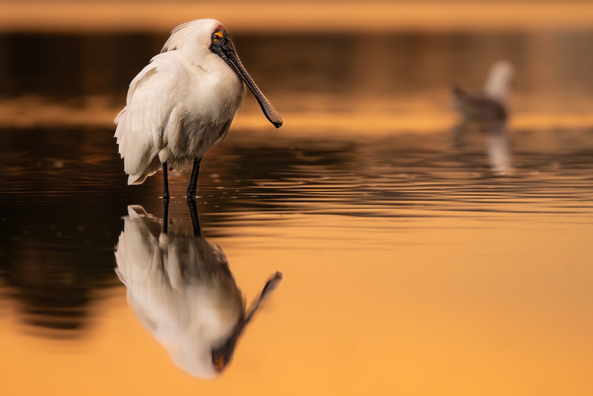 Royal Spoonbill - ML618327729