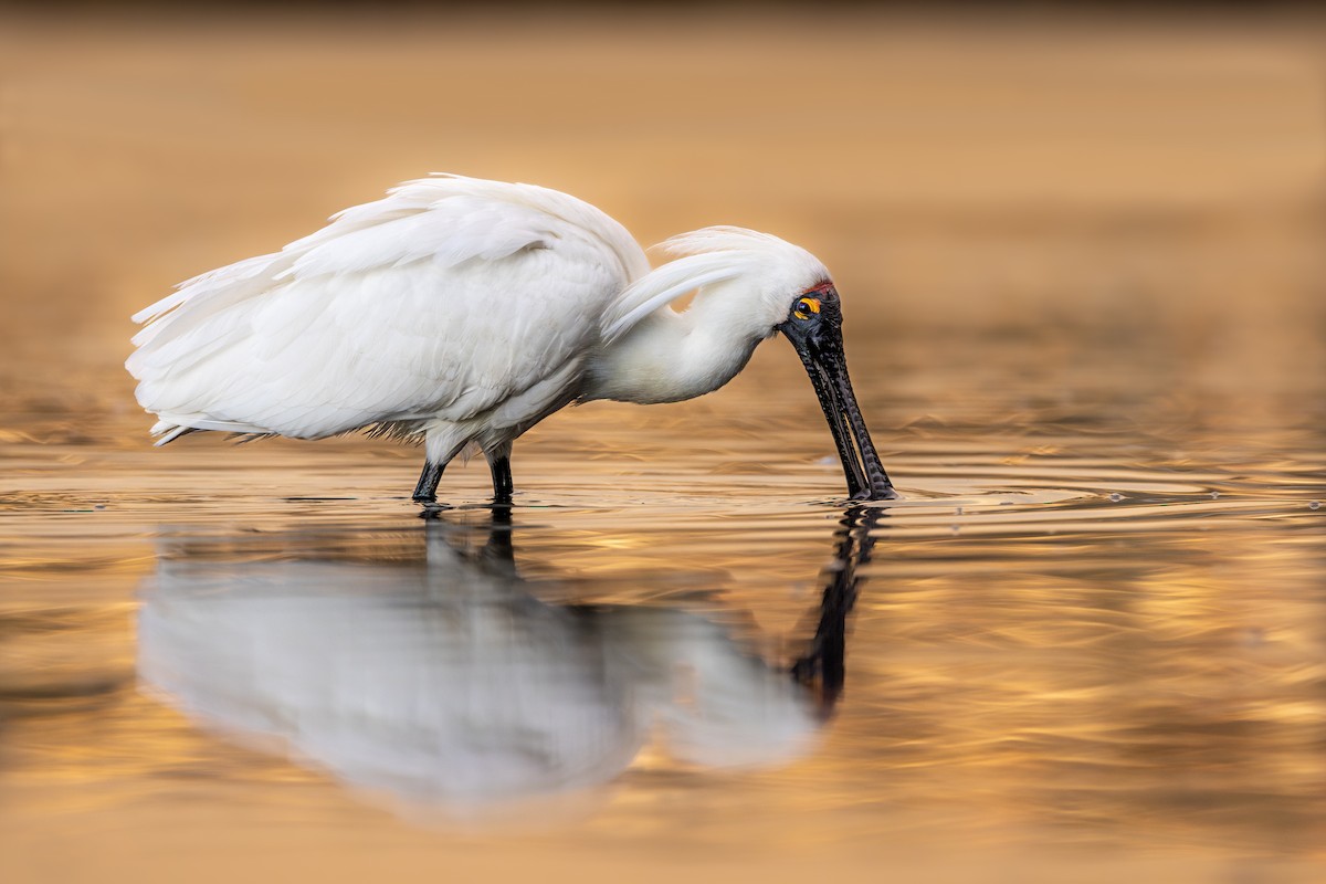 Royal Spoonbill - Marcin Dyduch