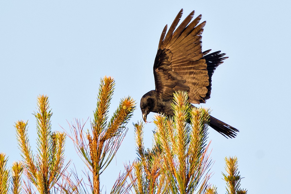 Fish Crow - John Frazier