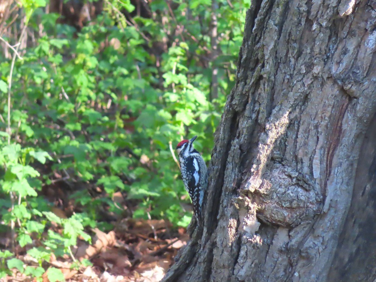 Yellow-bellied Sapsucker - Michael Stoner