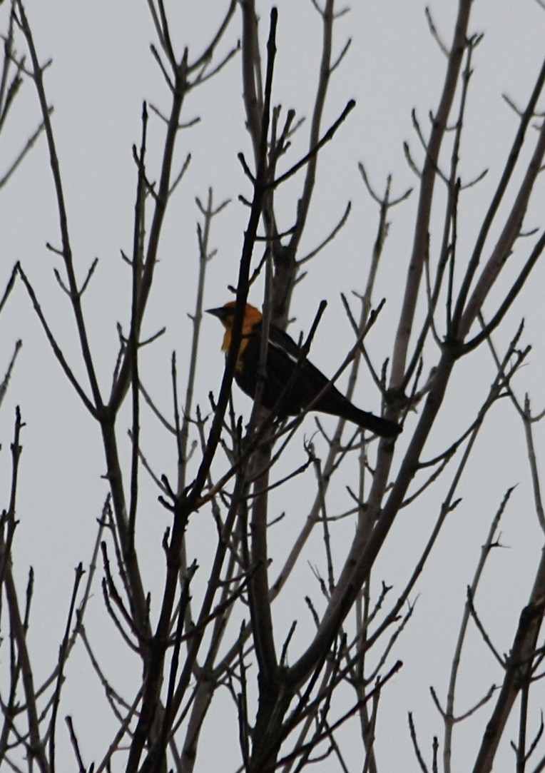 Yellow-headed Blackbird - ML618327783