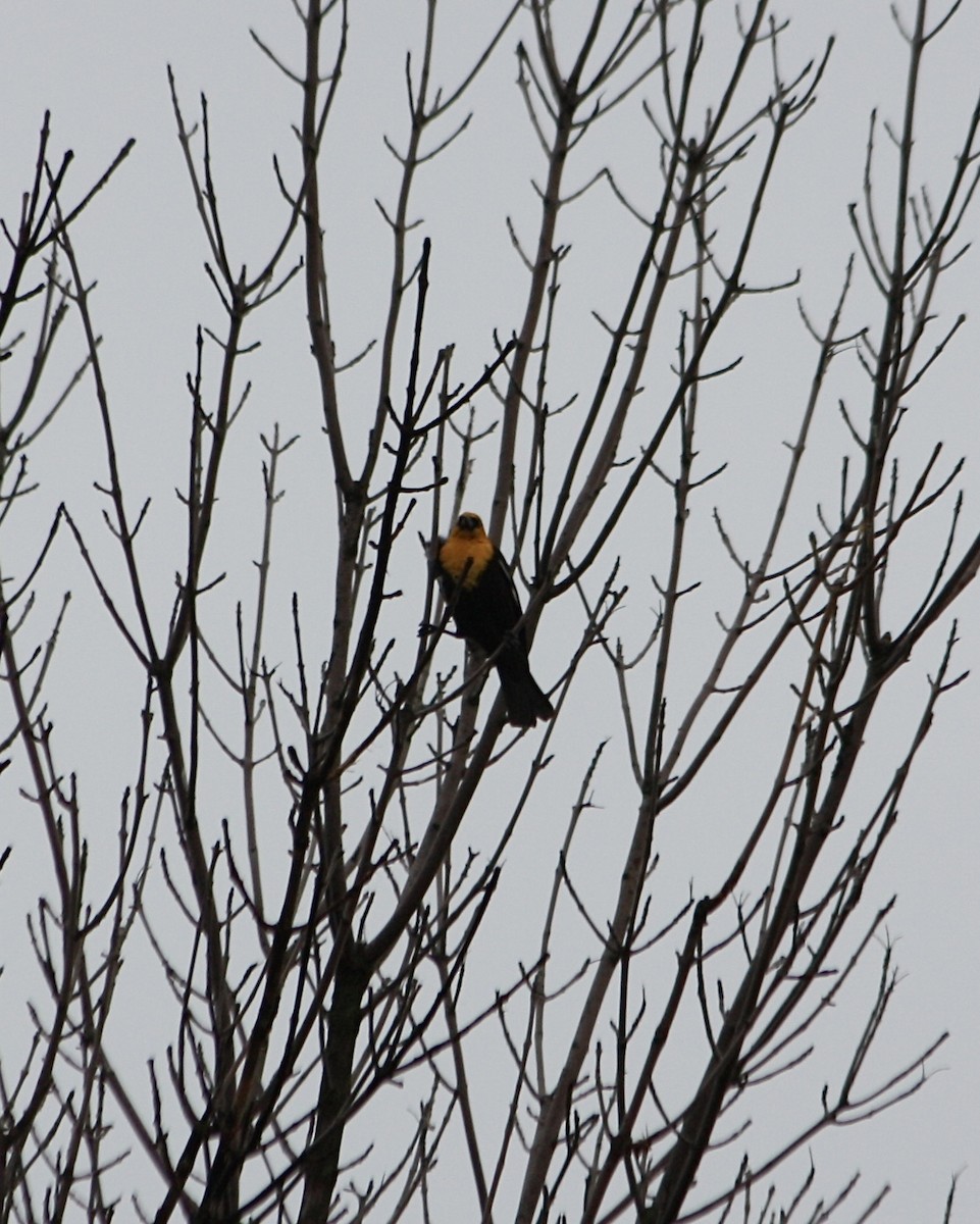 Yellow-headed Blackbird - Wendy VanDeWalle 🦉