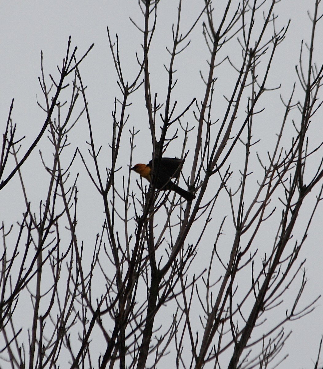 Yellow-headed Blackbird - ML618327785