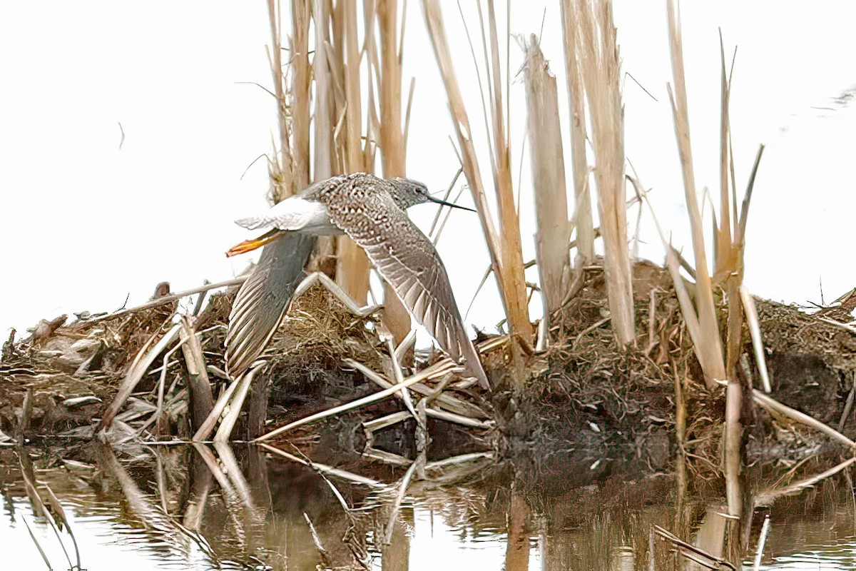 Greater Yellowlegs - ML618327786