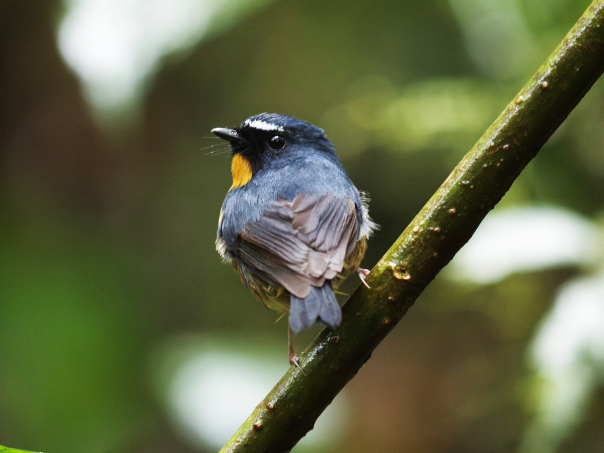 Snowy-browed Flycatcher - Oleg Chernyshov