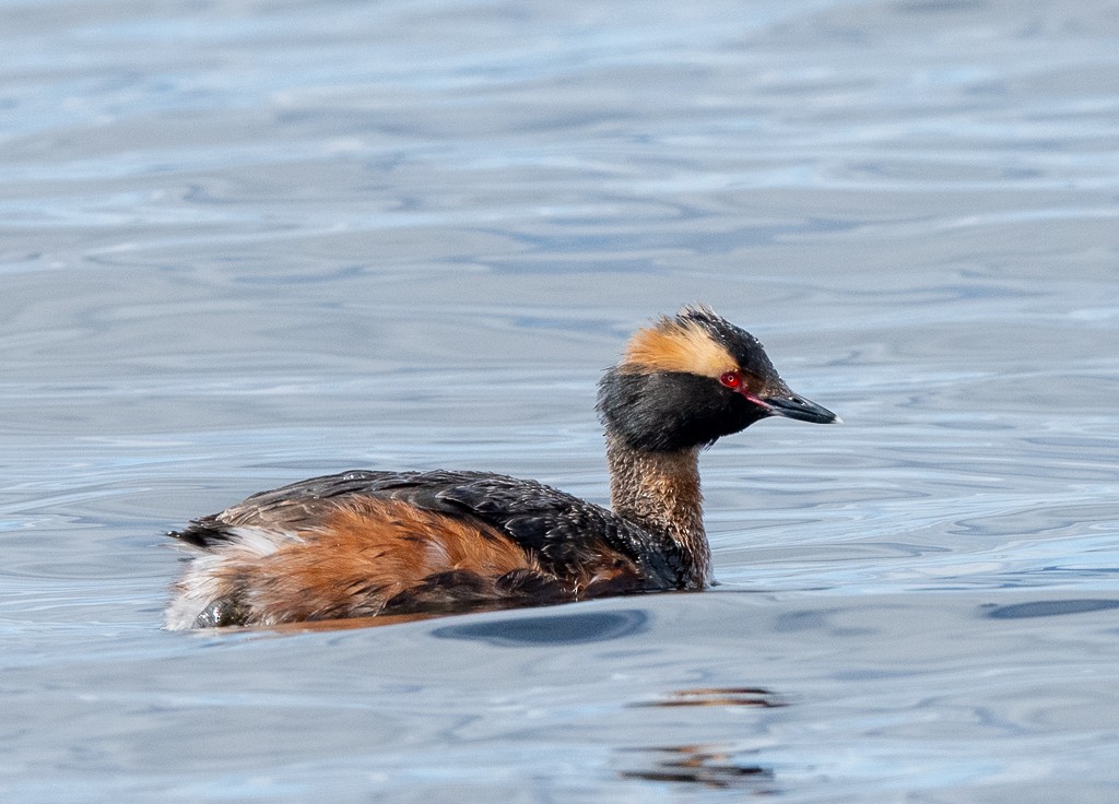 Horned Grebe - ML618327873