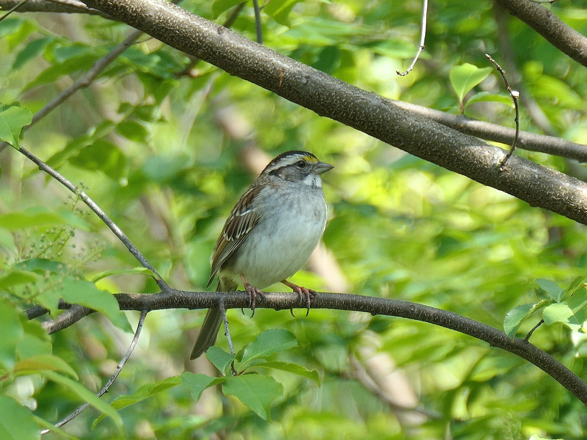 White-throated Sparrow - ML618327890