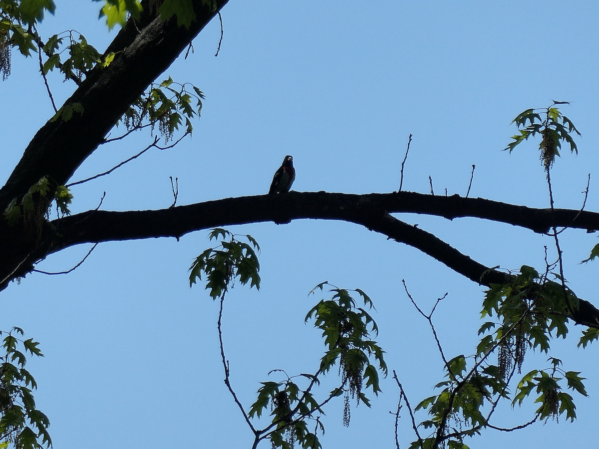 Rose-breasted Grosbeak - ML618327931