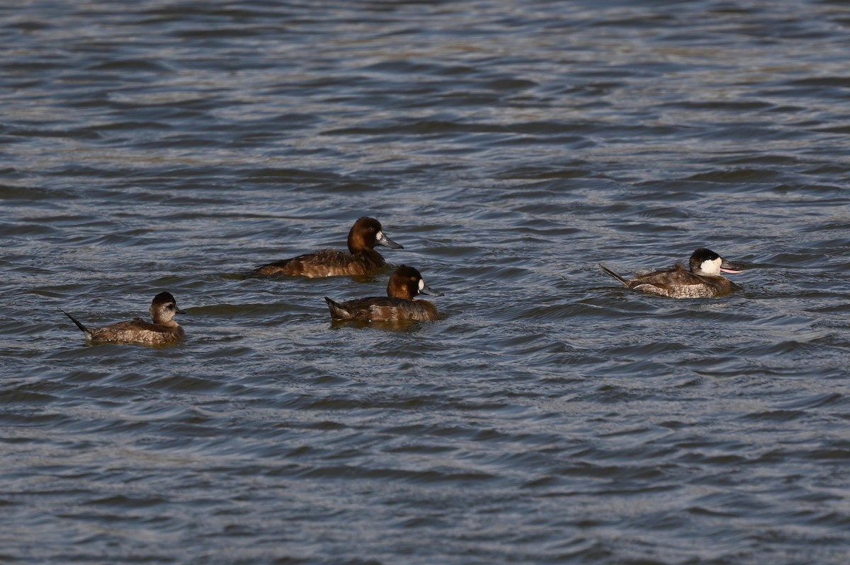 Lesser Scaup - ML618327940