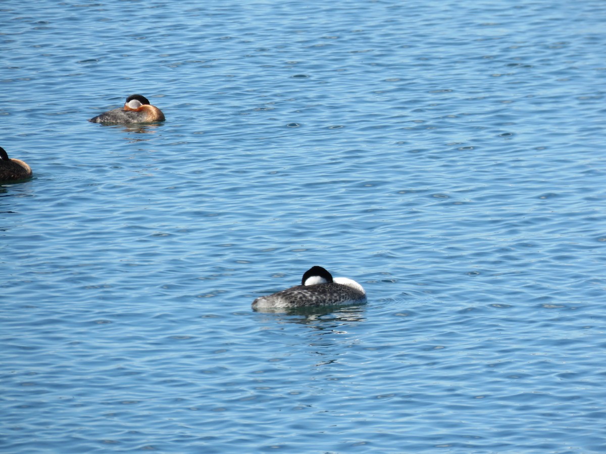 Western Grebe - ML618327969