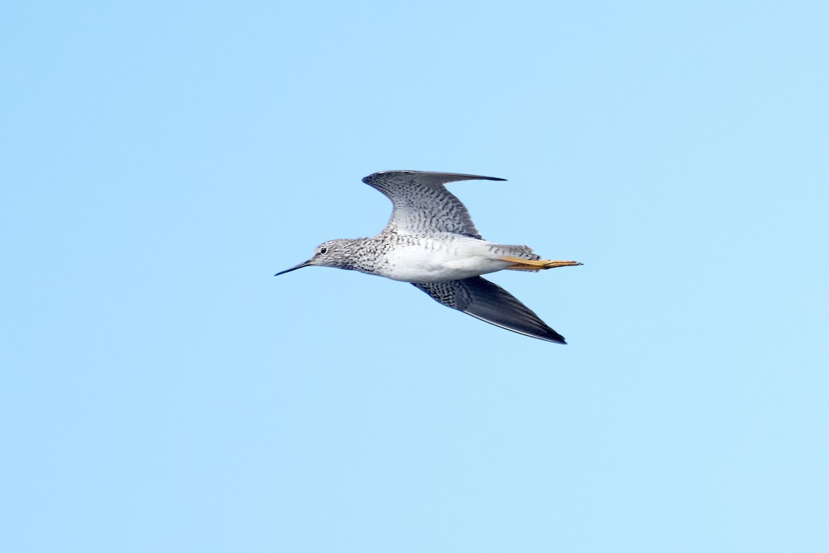 Lesser Yellowlegs - Patrice St-Pierre