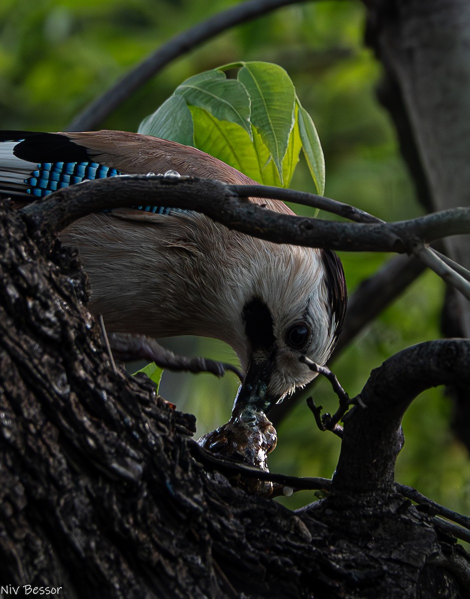 Eurasian Jay (Black-capped) - ML618327977