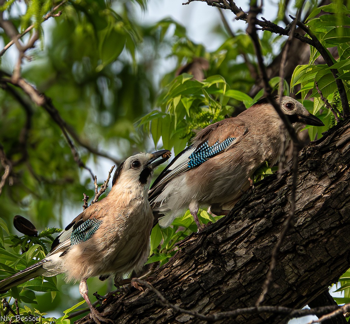 Eurasian Jay (Black-capped) - ML618327980