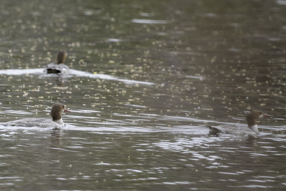 Common Merganser - Stan Deutsch