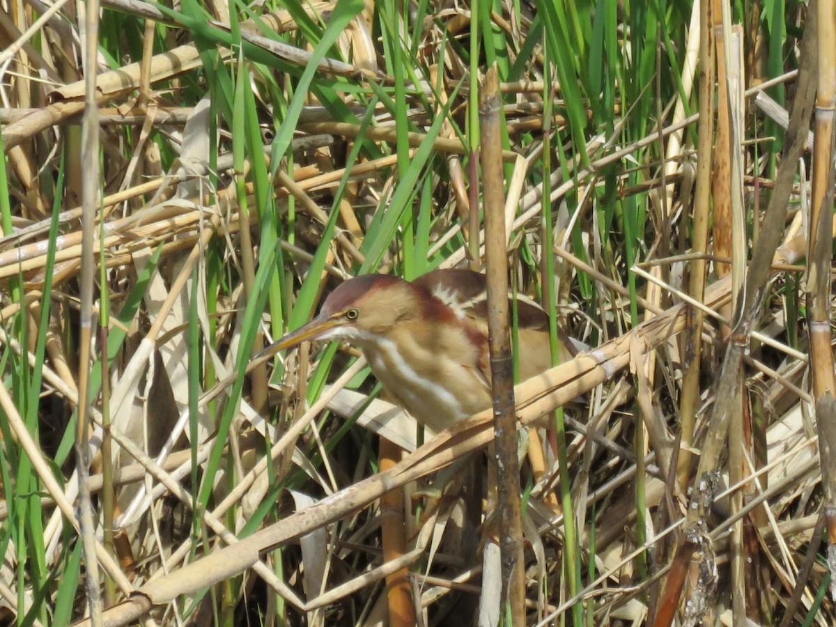 Least Bittern - ML618328015