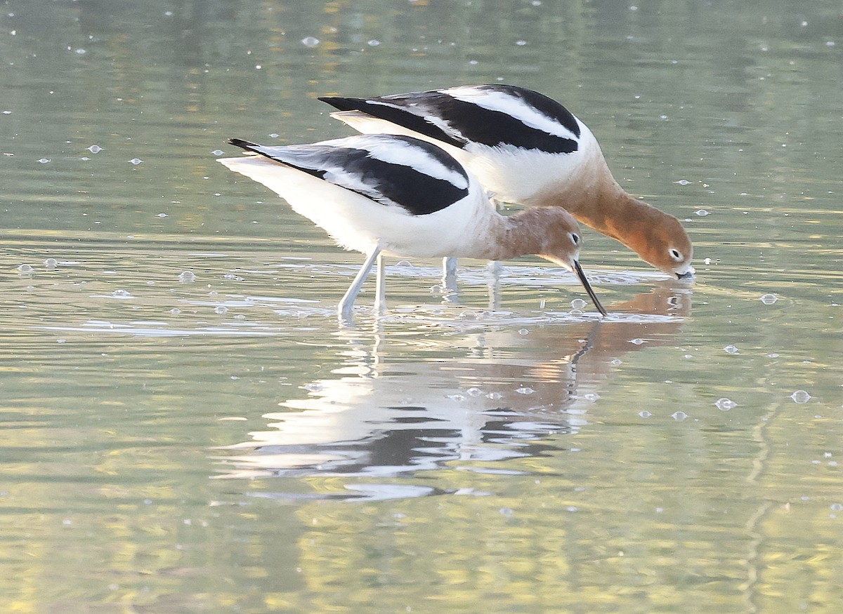 American Avocet - ML618328027