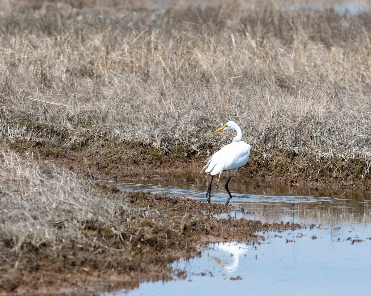 Great Egret - ML618328074