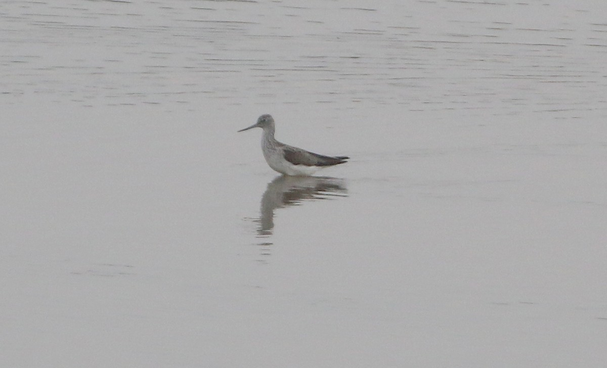 Common Greenshank - ML618328129