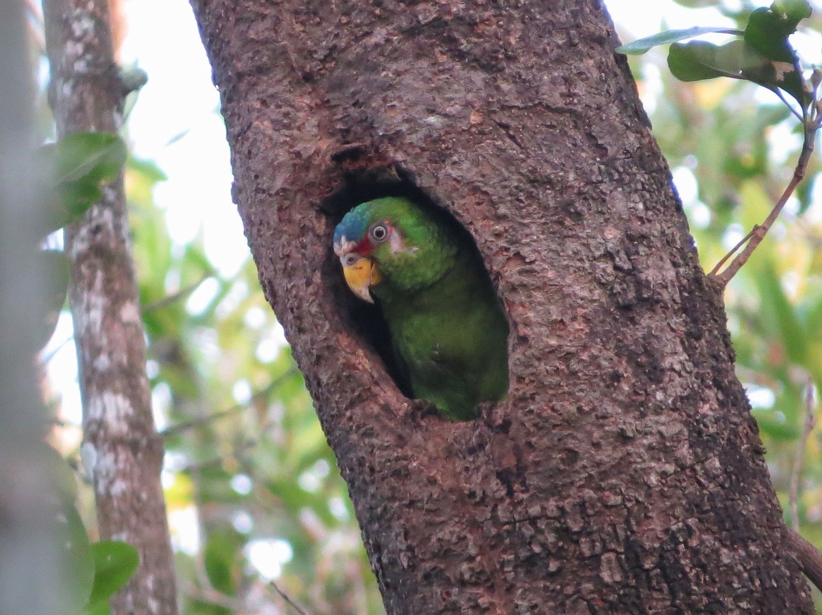 White-fronted Parrot - ML618328132