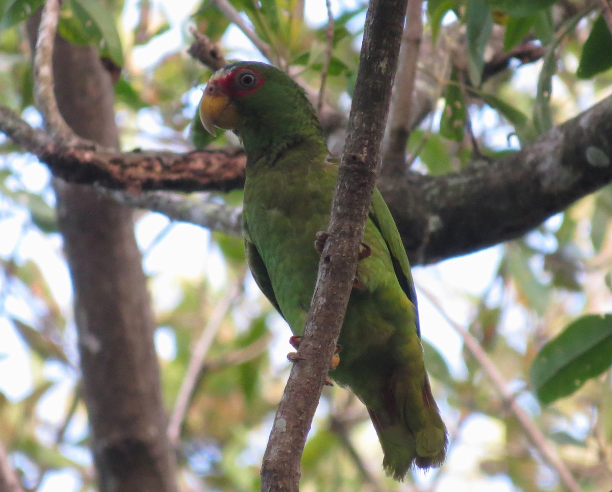 White-fronted Parrot - ML618328133