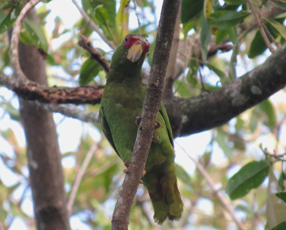 White-fronted Parrot - ML618328134