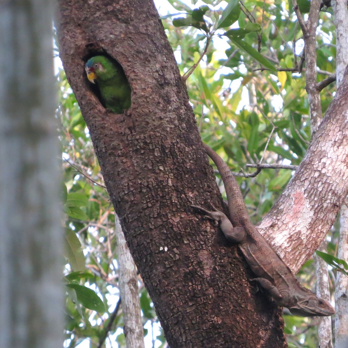 White-fronted Parrot - ML618328135