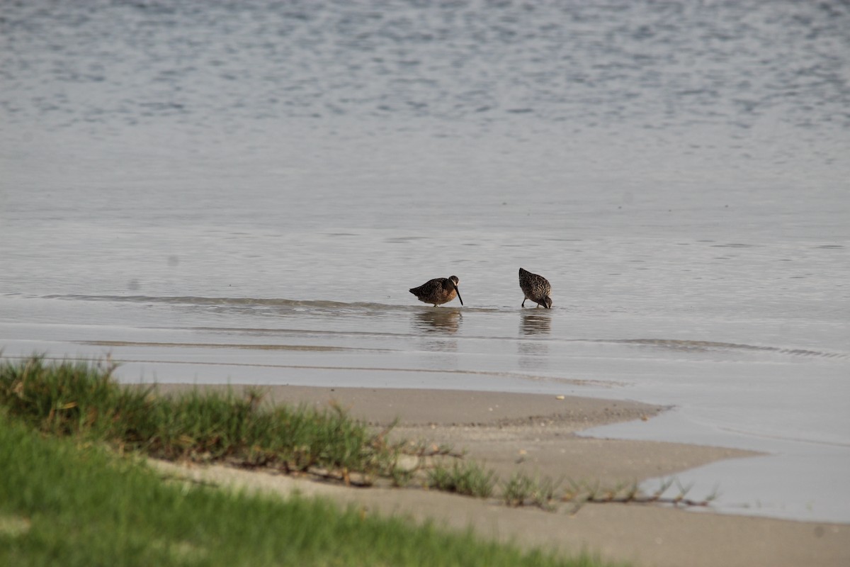 Short-billed Dowitcher - ML618328149