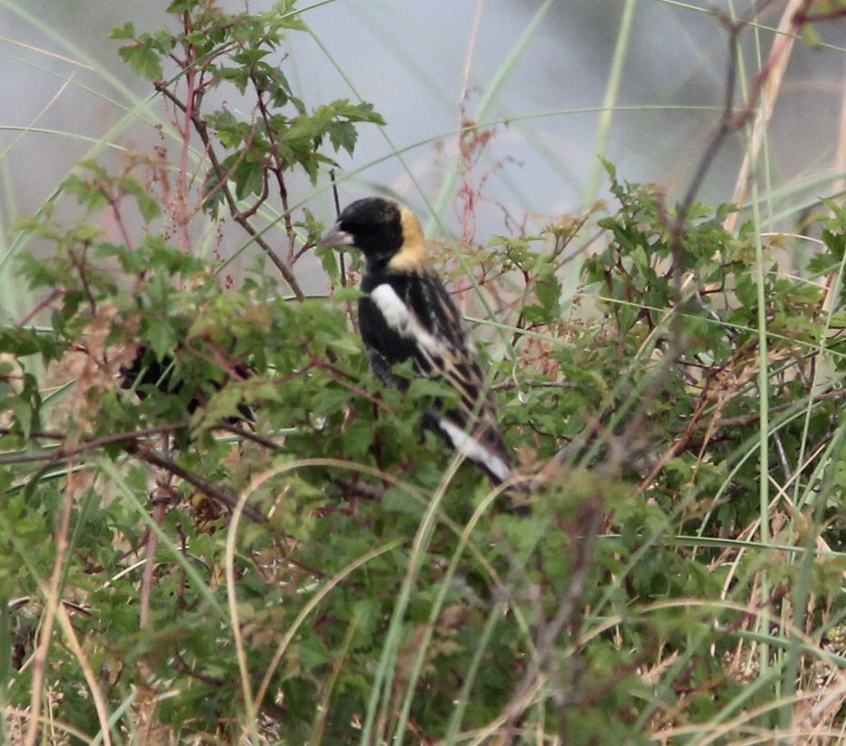 Bobolink - ML618328172