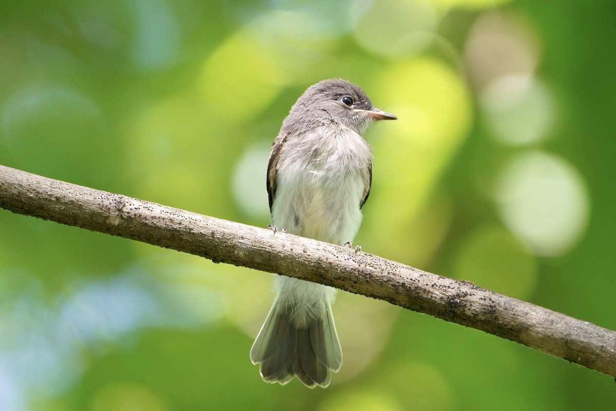 Eastern Phoebe - Mitchell Dart