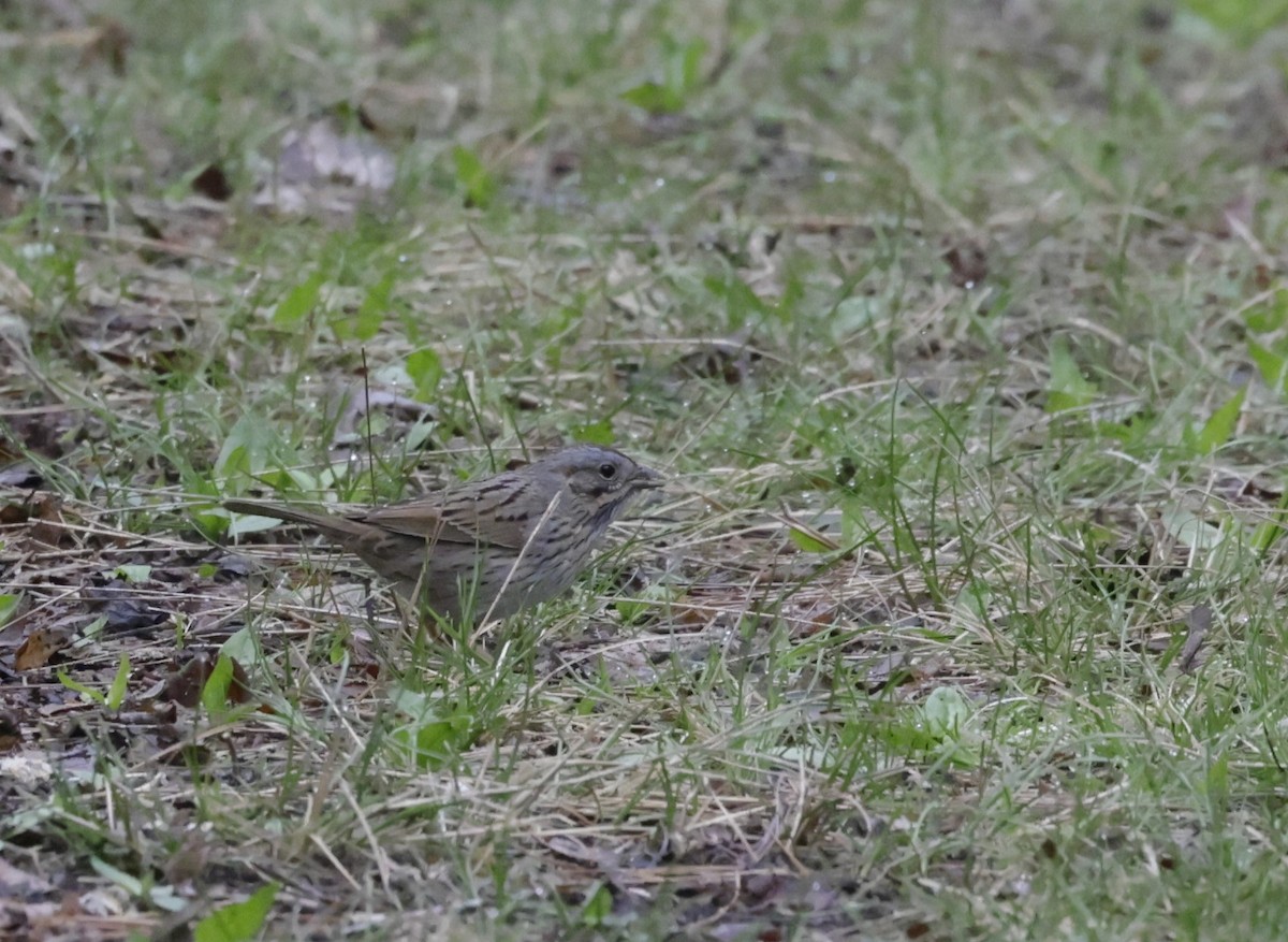 Lincoln's Sparrow - Jonathan  Pierce