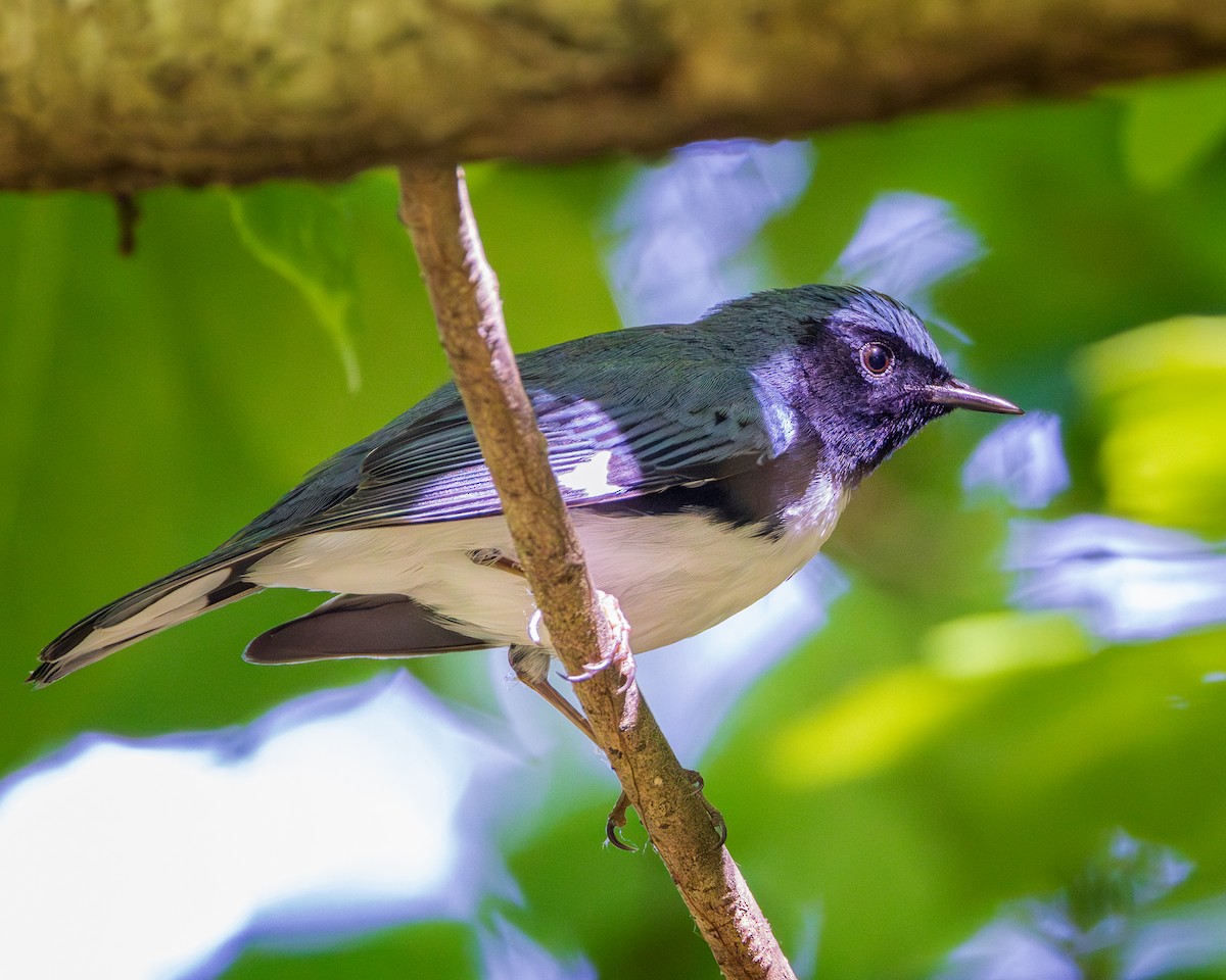 Black-throated Blue Warbler - Todd Fibus