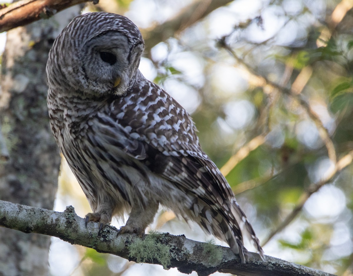 Barred Owl - ML618328285