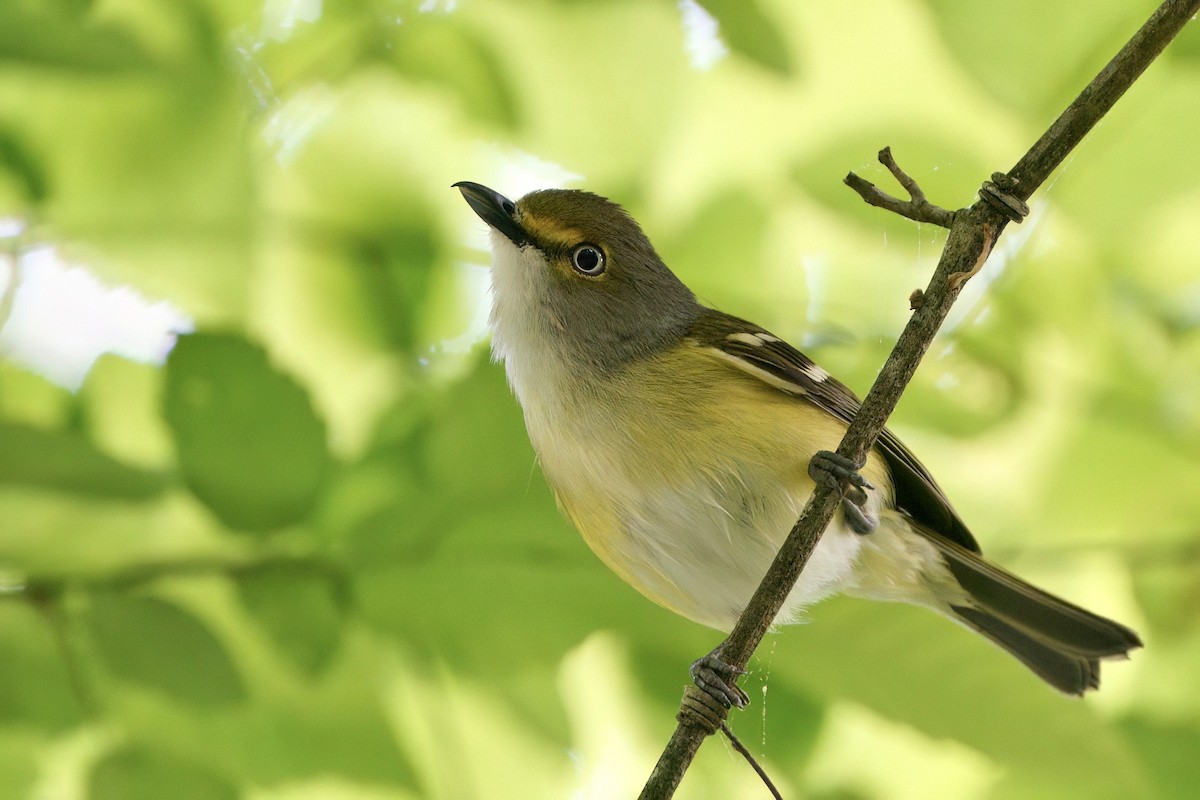 Ak Gözlü Vireo - ML618328297