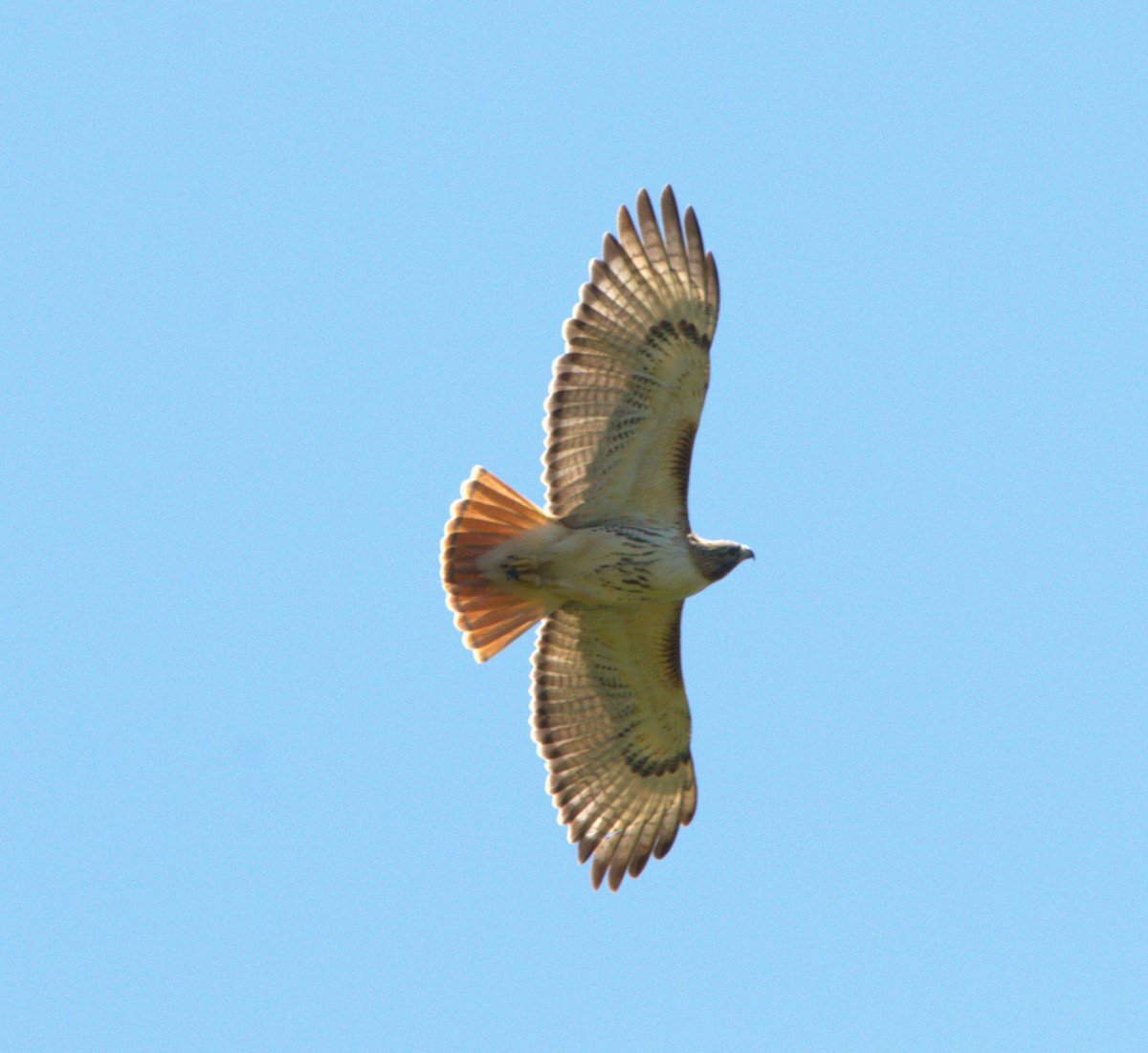 Red-tailed Hawk - ML618328303