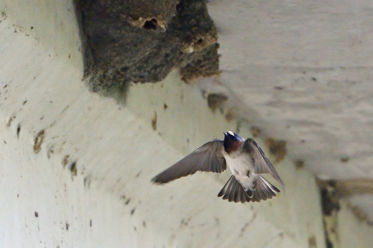 Cliff Swallow - ML618328304