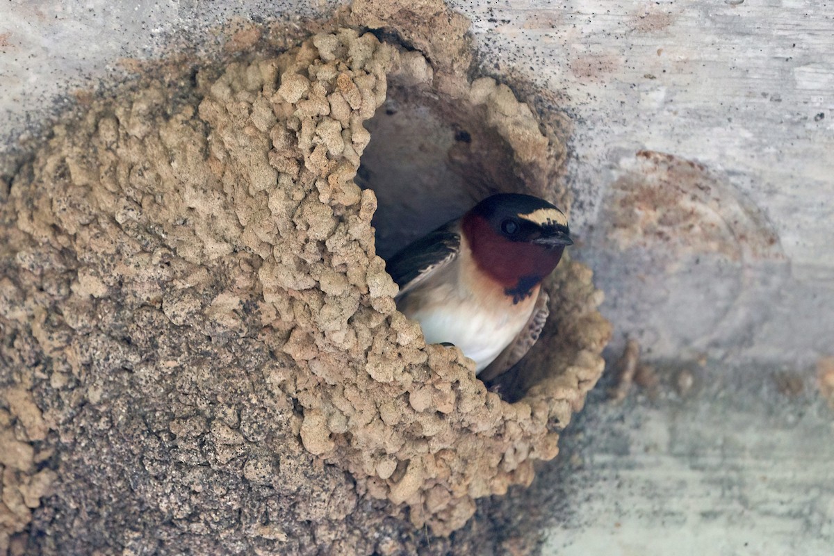 Cliff Swallow - ML618328305