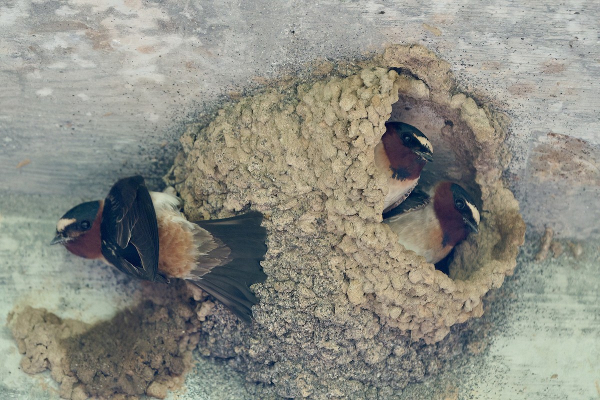 Cliff Swallow - ML618328306