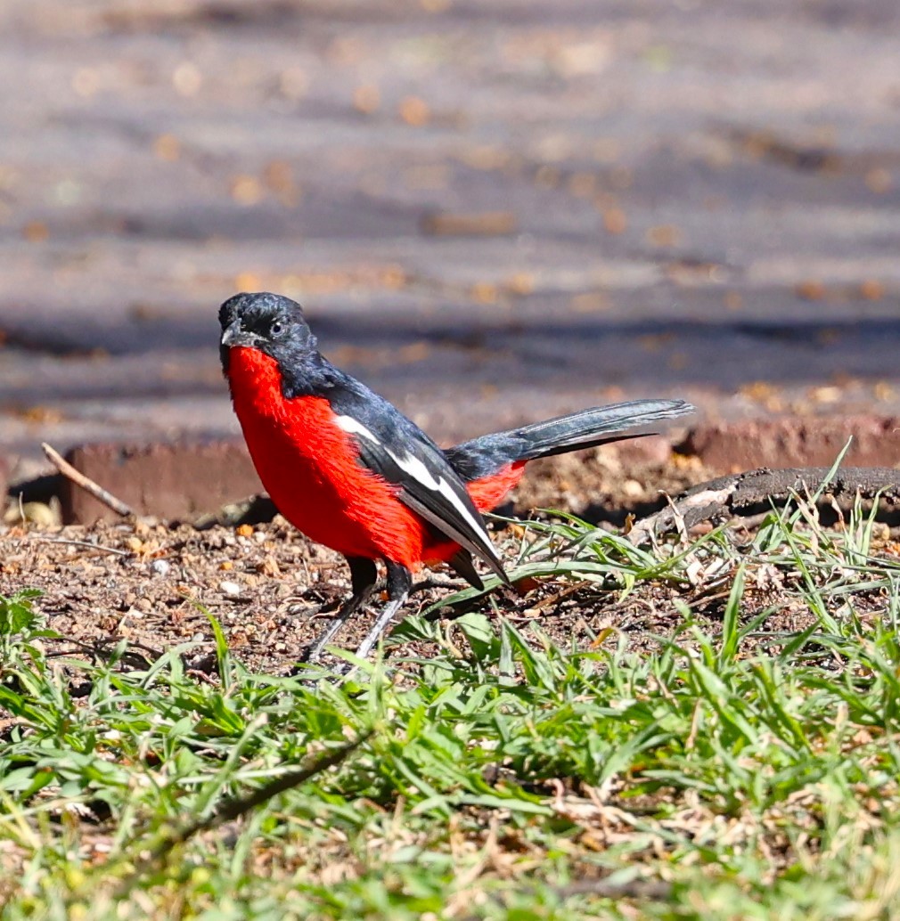 Crimson-breasted Gonolek - Sita Susarla