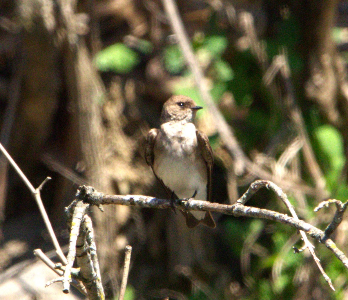 Northern Rough-winged Swallow - ML618328346