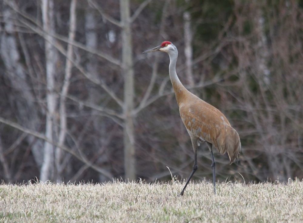 Sandhill Crane - ML618328367