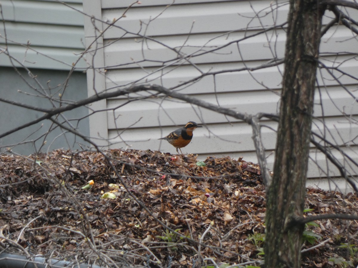 Varied Thrush - ML618328403